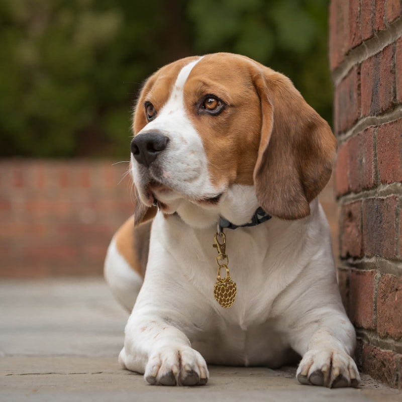 Beagle Dog Wearing Brass Blackberry Dog ID Tag