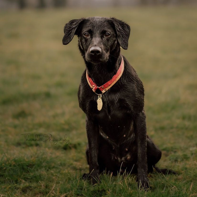Black Labrador Outside Wearing Red Collar and Brass Feather Tag