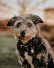 Load image into Gallery viewer, Oak Leaf Dog ID Tag Small
