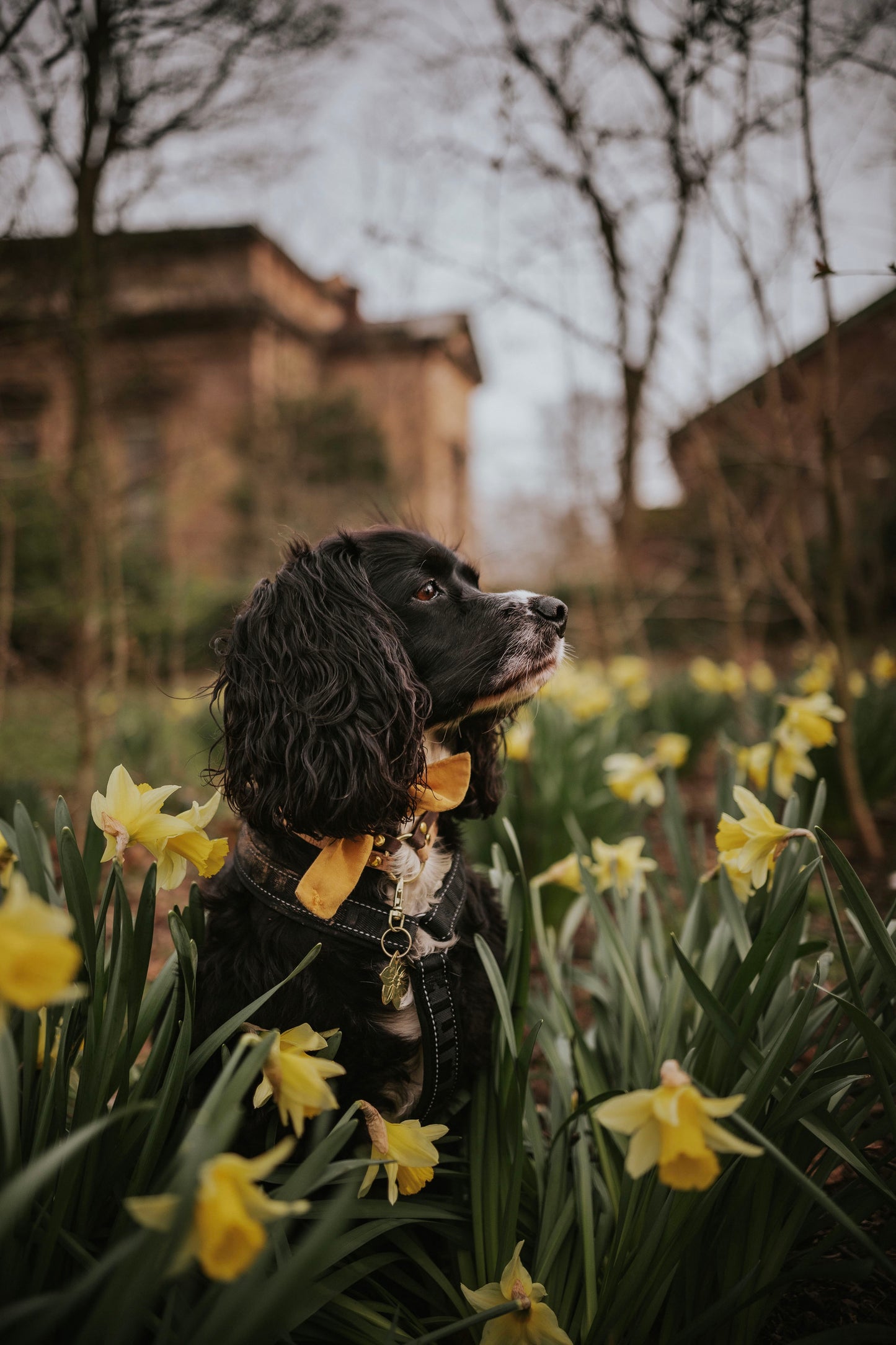 Daffodil Flower Brass Dog ID Tag