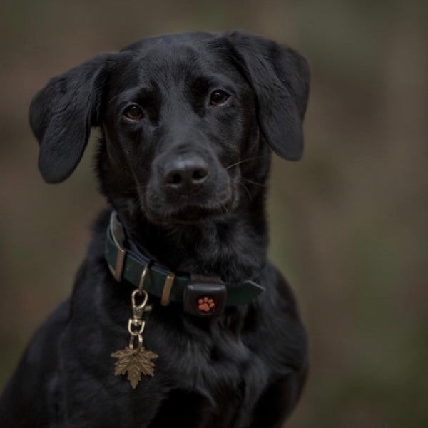 Black Labrador Wearing Brass Leaf Tag