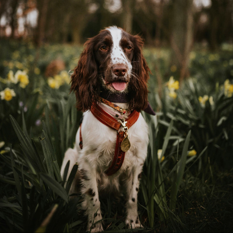 Spaniel in Daisies Wearing Brass Tear Drop ID Tag