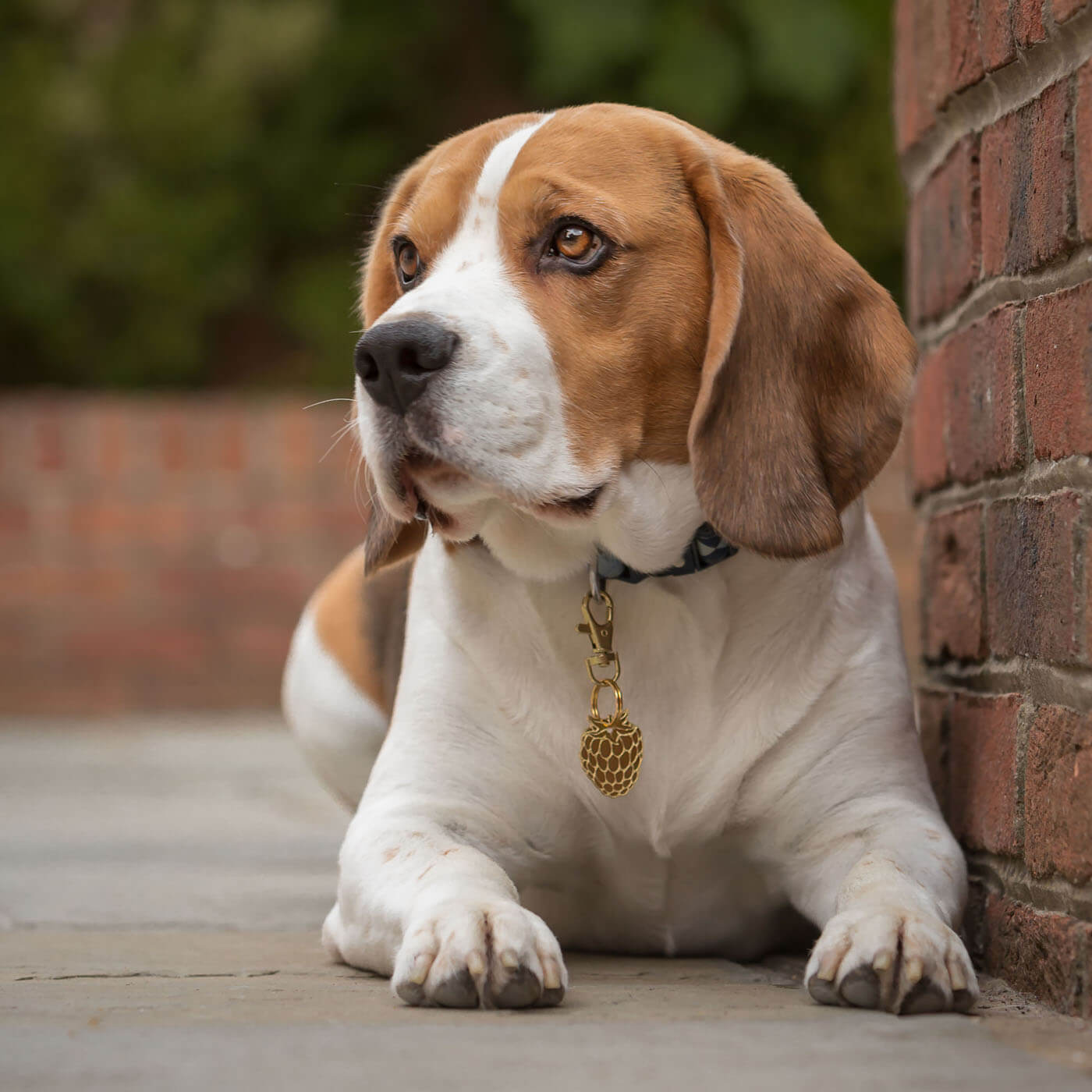 Beagle next to wall, wearing brass tag