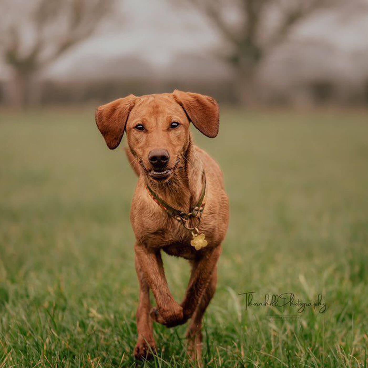 Brown dog running in a grassy field with a blurred background