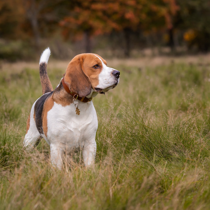 Beagle Dog with Brass Oak Leaf Outside