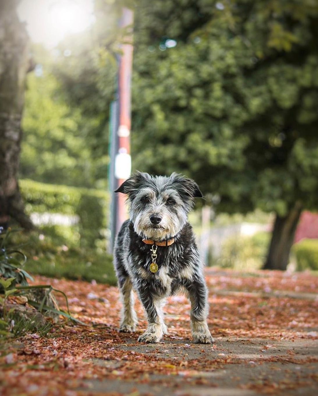 Daisy Flower Brass Dog ID Name Tag