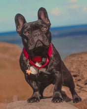 Load image into Gallery viewer, Maple Leaf Dog ID Name Tag
