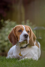 Load image into Gallery viewer, Butterfly Brass Dog ID Name Tag
