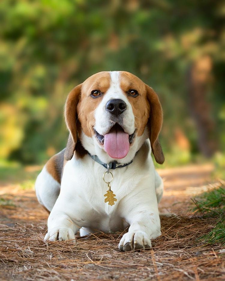 Oak Leaf Dog ID Tag Large