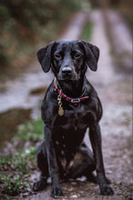 Load image into Gallery viewer, Brass Holly Leaf Dog ID Tag
