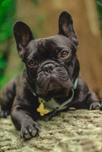 Load image into Gallery viewer, Butterfly Brass Dog ID Name Tag
