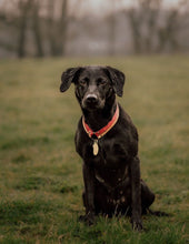 Load image into Gallery viewer, Brass Feather Dog ID Tag
