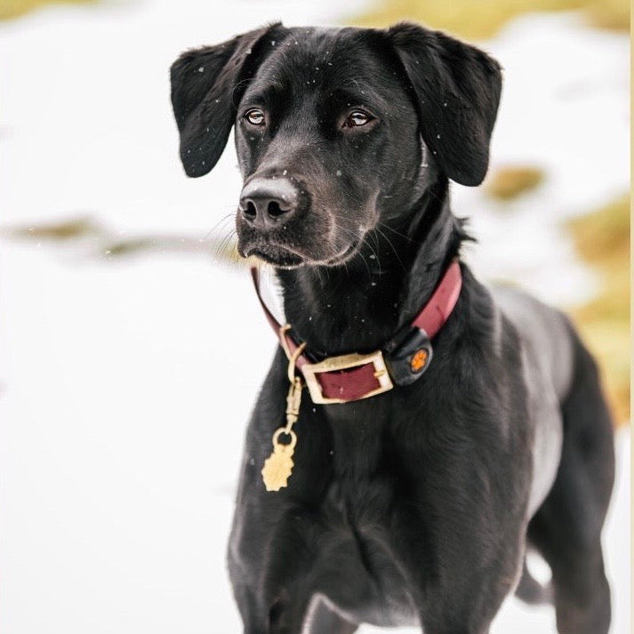 Black Labrador in Snow Wearing Brass Holly Leaf
