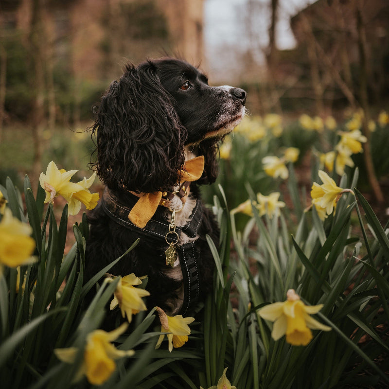 Black Cocker Spaniel Wearing Brass Daffodile Modelled
