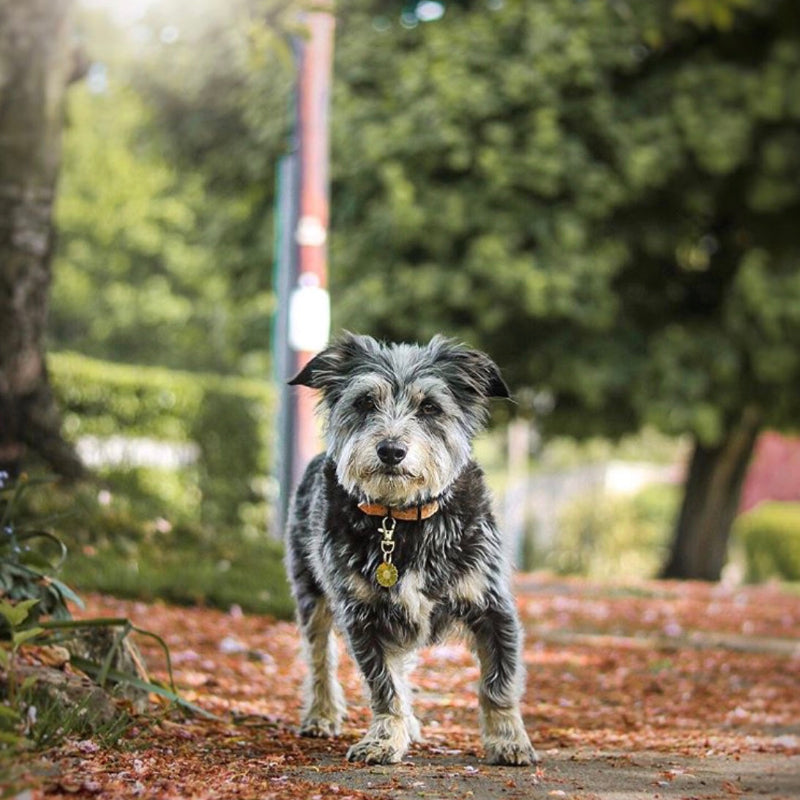 Terrier Dog Outside Wearing Brass Flower Tag