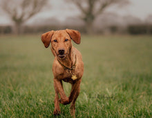 Load image into Gallery viewer, Blossom Flower Brass Dog ID Tag
