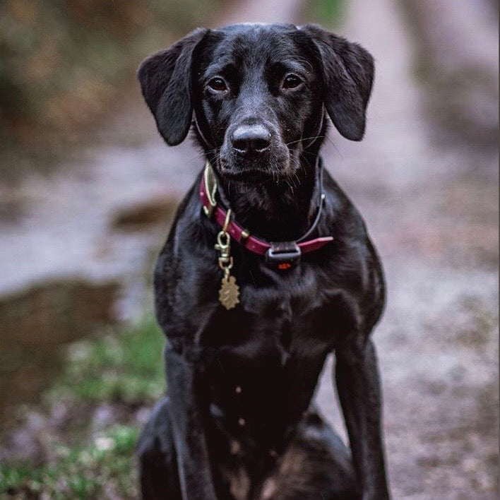 Black Labrador Wearing Brass Leaf Tag Outside