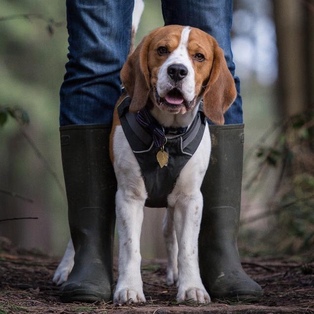 Beagle Wearing Brass Leaf Tag Standing Between Persons Legs