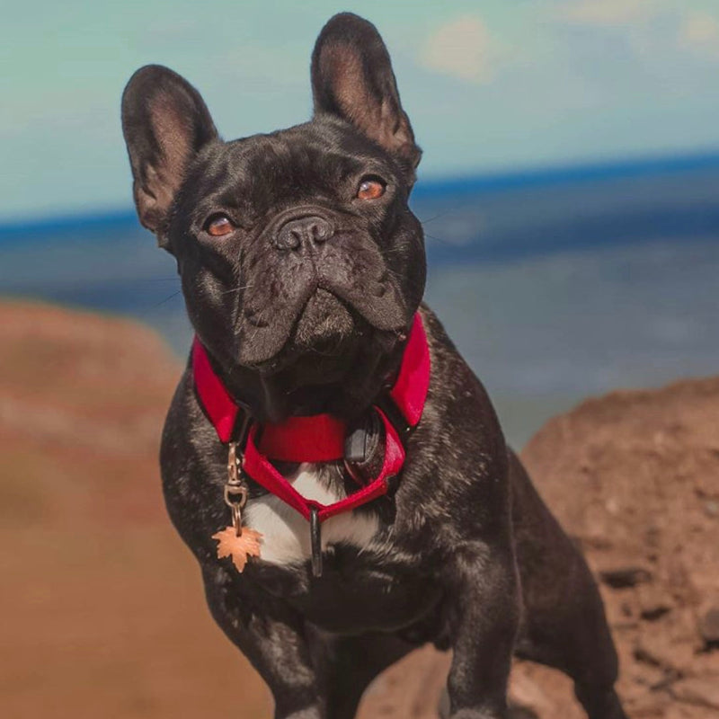 Black Frenchie by Sea Wearing Red Collar and Leaf Tag