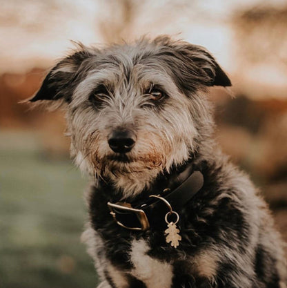 Terrier Wearing Brass Leaf Tag Outside