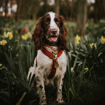 Spaniel in Daisies Wearing Brass Tear Drop ID Tag