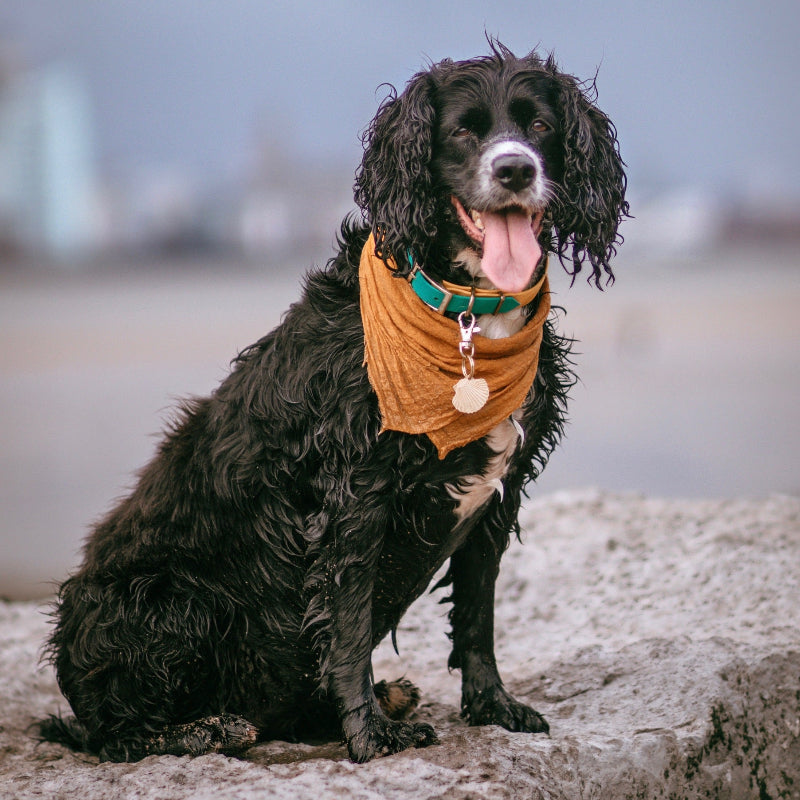 Black Spaniel on Beach Wearing Orange Bandana and Brass Tag