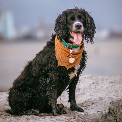 Black Spaniel on Beach Wearing Orange Bandana and Brass Tag