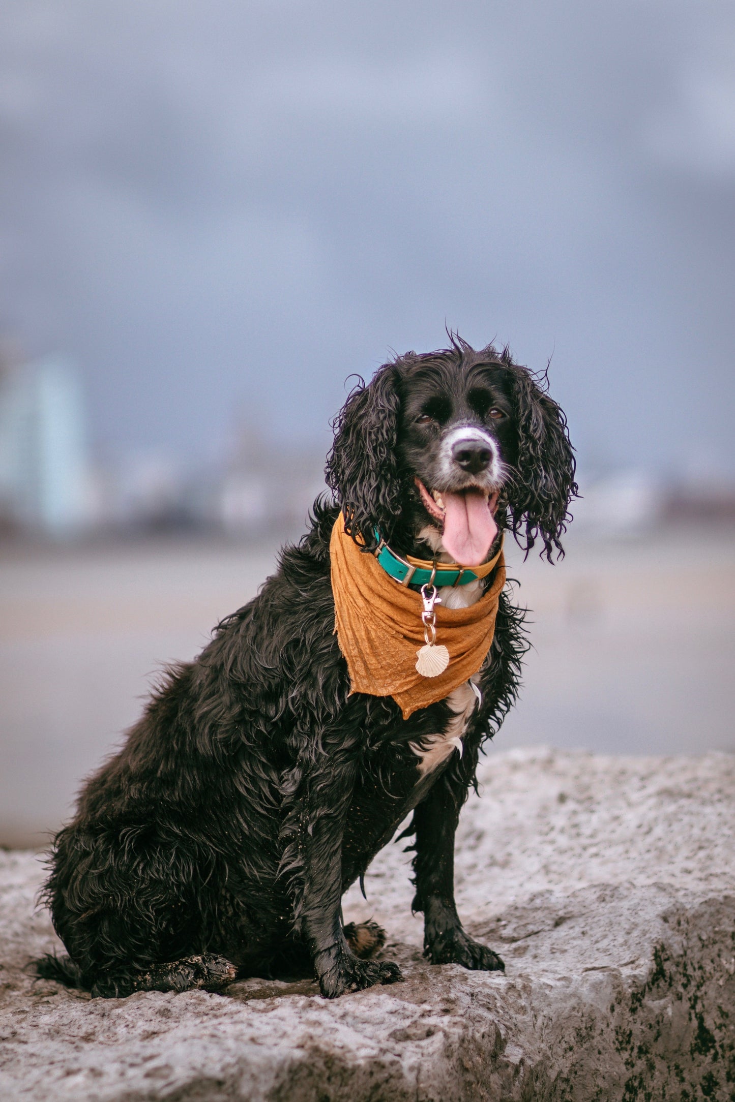 Sea Shell Dog ID Tag